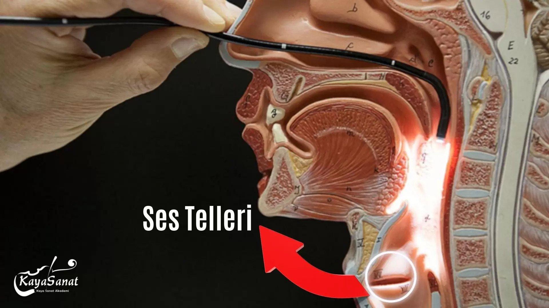 Şan Dersi Sizi Üzebilir!